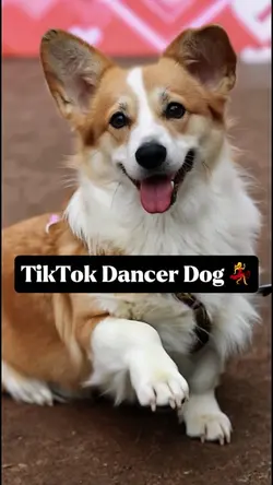 TikTok Dancer Dog 💃
