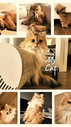Cute Cat 