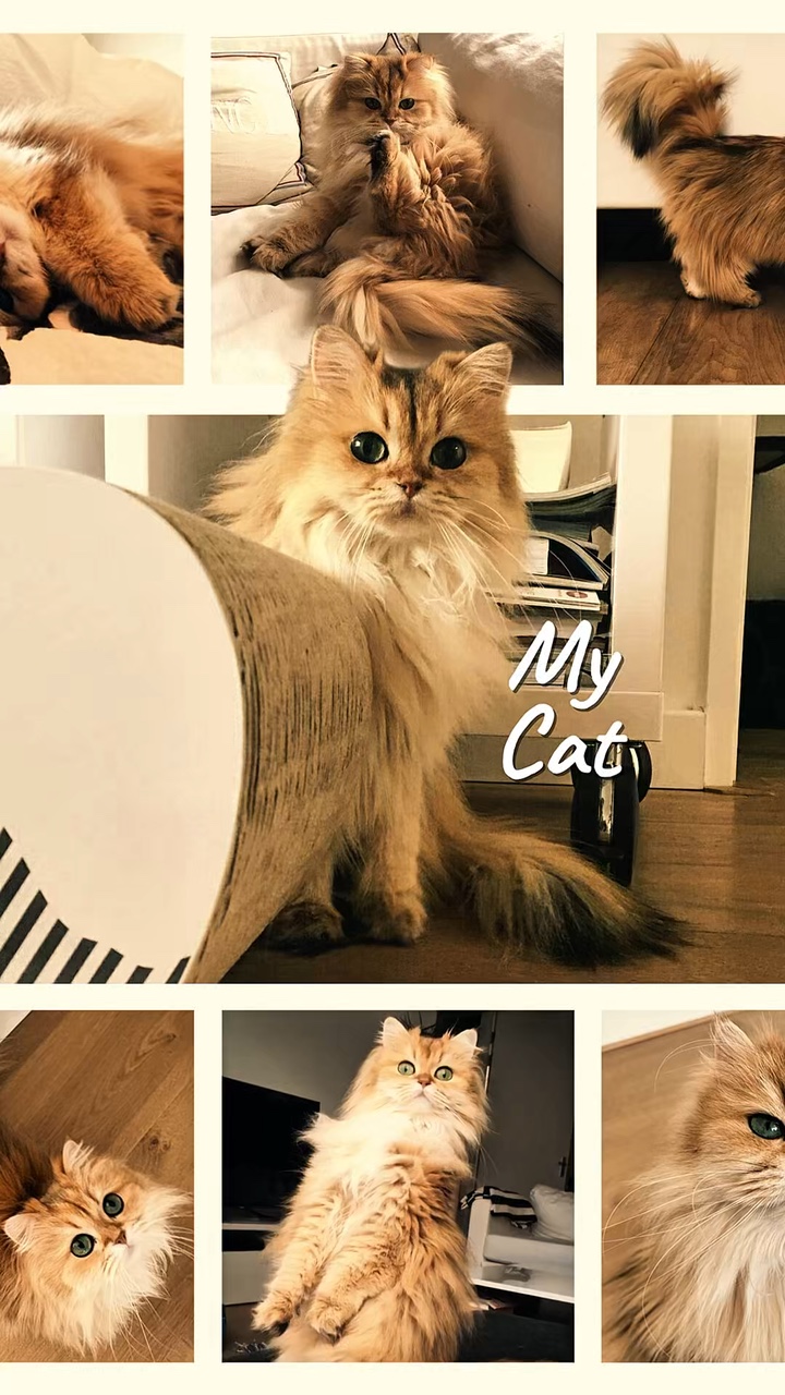 Cat Photo - Pippit
