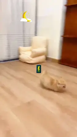 My cat spirit