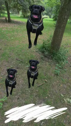 upload your dog