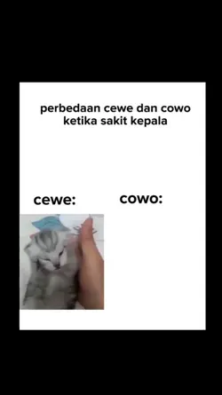 MANA PARAMEX KUCING