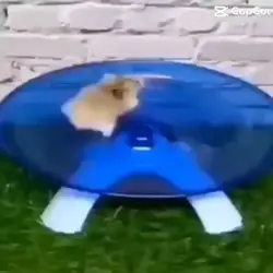 Flying hamsters