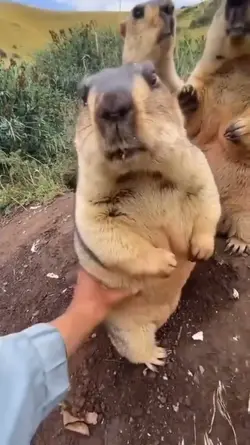 Squeeze
