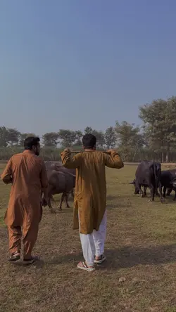 جھنگ دی ہیر 