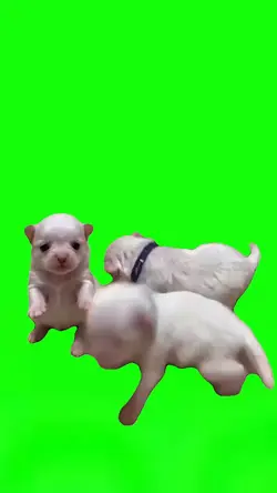 Three Dogs Dancing 