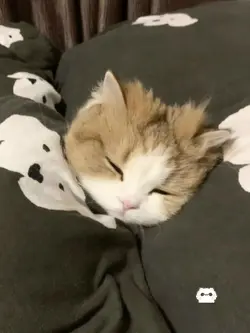 có phải là love?