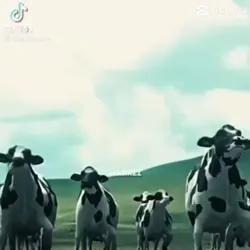 AUGUST 1ST