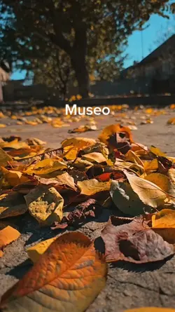 Museo