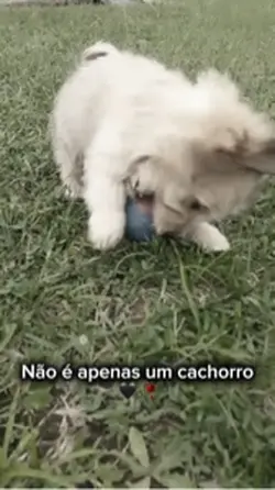 Luto