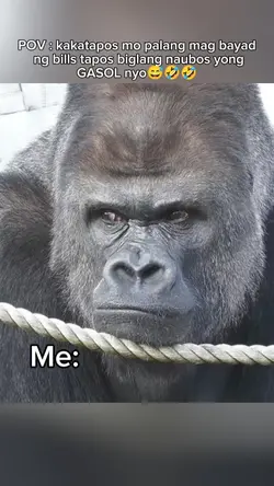 funny gorilla memes