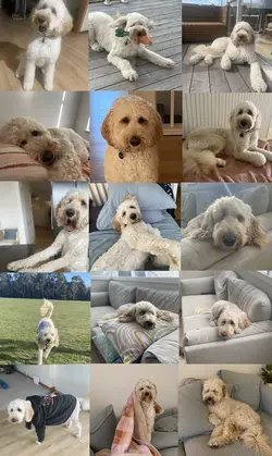 My dog :)