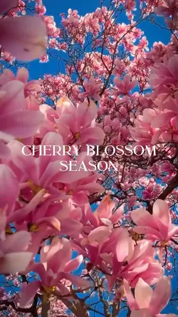 Cherry Blossom