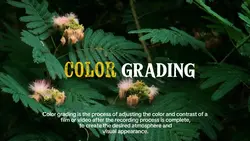 color grading