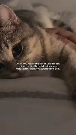 ada kucing