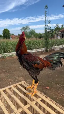 ayam kampung biasa 