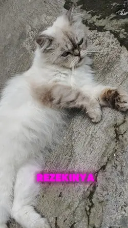 suara kucing viral 