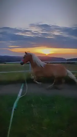 Dance the Night 