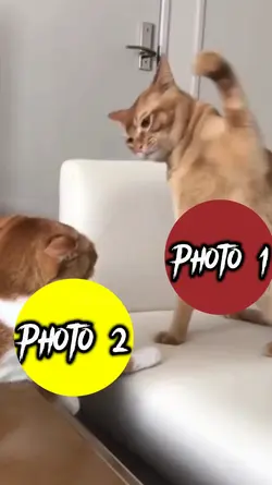New Cat attack 