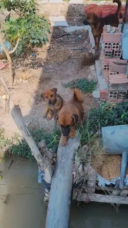 thú cưng