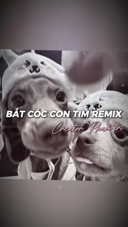 Bắt cóc con tim 