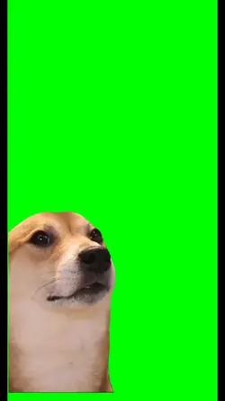 Perrito Meme