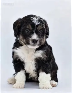 Air balloon pup 
