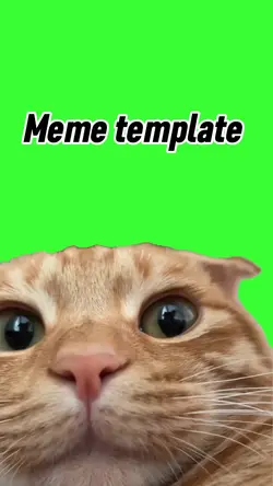 Cat big face 