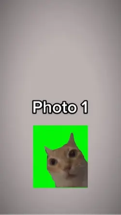 Shock cat