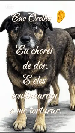 cão Orelha 