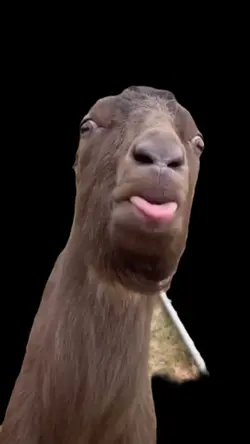 Goat