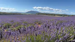 lavender farm