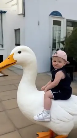 TREND BABY  DUCK