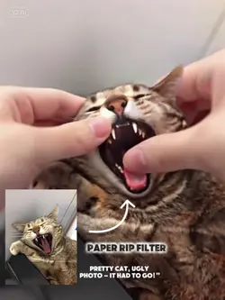 Pretty Cat, Ugly Pho