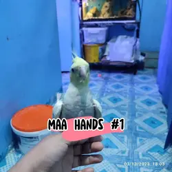 Maa Hands #1
