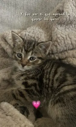 Gatito