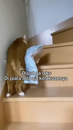 kucing 