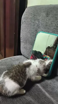 Cat's life