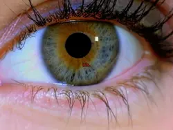 Zoom Trend Eyes 