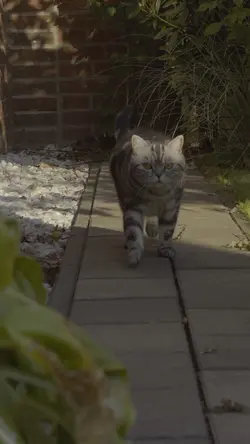 Slomo cat