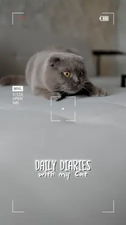 my cute cat
