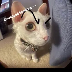catfigh