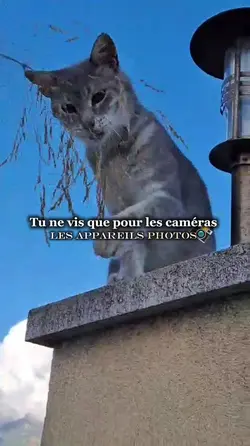 Les caméras