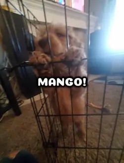 mangoooo