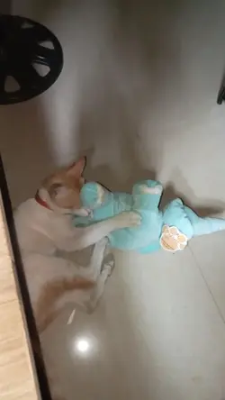 playing cat