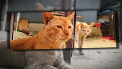 Cat Trend