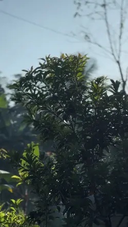 SEPARUH AKU
