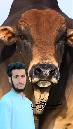 Eid Mubarak 