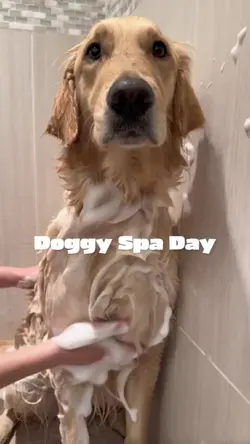 Doggy spa day