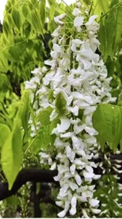 雨の日の輝き。。ふじ棚